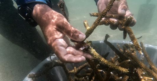 Cómo antiguos pescadores ahora siembran corales para salvar el Caribe