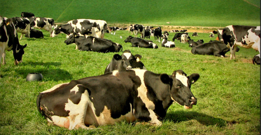 vacas en el campo, una de ellas acostada primer plano cuerpo entero
