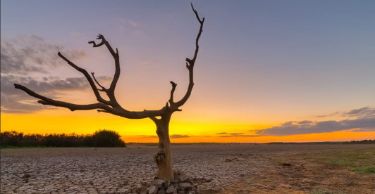 terreno seco, con un árbol seco en primer plano  y al fondo sol