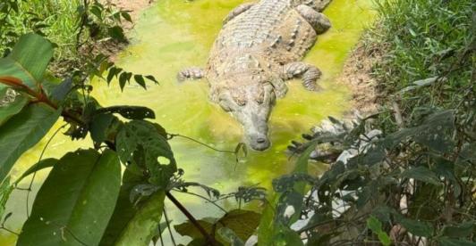 Plan para la liberación del caimán llanero, un reptil al borde de la extinción