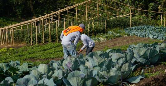 Colombia avanza en sustitución de cultivos de coca sin glifosato: 6.386 hectáreas erradicadas