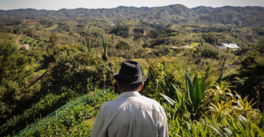 campesino mayor de espaldas, mirando hacia el campo en el horizonte