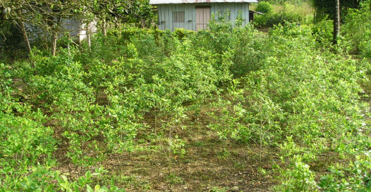 cultivo de coca en sector rural con pobreza 