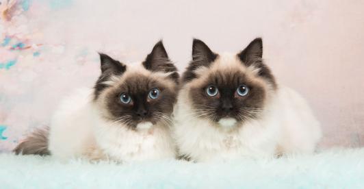 ¿Qué hacer con tu gato durante un sismo? Recomendaciones para protegerlo 