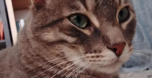 Gatos y sismos: qué hacer durante y después de un terremoto.