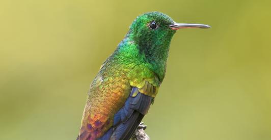 Cuatro nuevas especies de aves se suman al registro de biodiversidad de Colombia