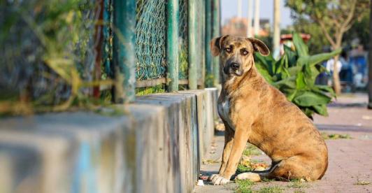 Hasta 11 años y 8 meses de cárcel por zoofilia: así quedó la nueva ley