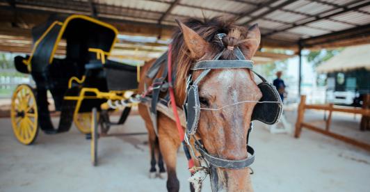 La Corte Constitucional le pone fin a los carruajes turísticos con animales