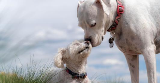 Abandono animal en El Dorado pareja dejó a sus dos perros al no cumplir los requisitos para viajar