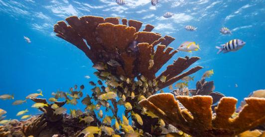 Arrecifes de coral de aguas cálidas amenazados por el calentamiento global según la UICN.