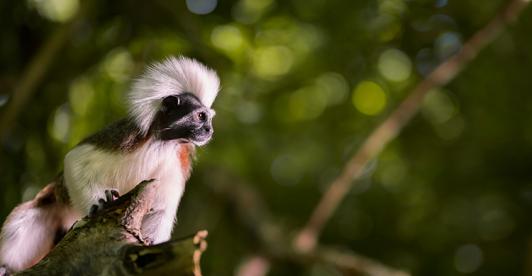 Especies amenazadas: coalición de 16 países en la COP17 entre ellos Colombia