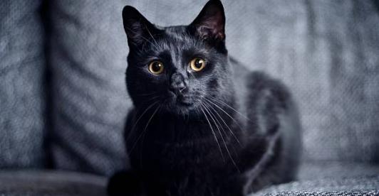 Fotografía de un gato negro en el hogar, con motivo del Día del gato negro en Colombia y las medidas de protección animal.