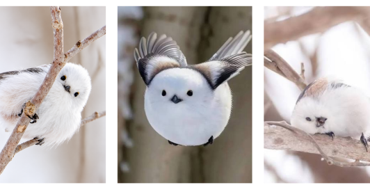Hada de la nieve ave de Japón