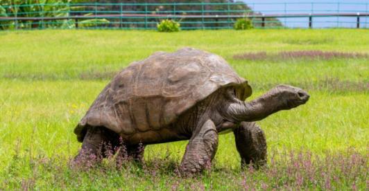 Estudio genético a Jonathan la tortuga sobre el envejecimiento