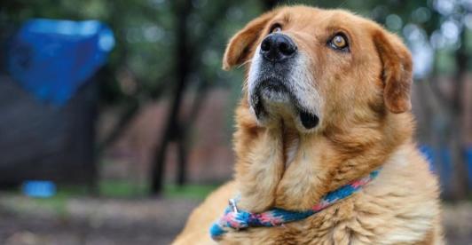 Corte prohíbe sacrificar animales por vejez extrema. Foto: Alcaldía de Bogotá.