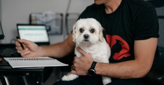 ¿Puede llevar a su perro o gato al trabajo? Estas son las reglas que Colombia está por definir