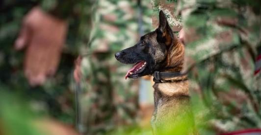 ¡Wilson-Heroe-nacional.-Foto_-Ejercito-Nacional.jpg