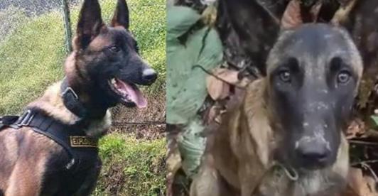 ¿Aparecio-Wilson-Encontraron-perro-parecido-en-la-selva-del-Caqueta.jpg