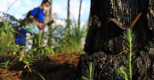 ¿Que-es-la-reforestacion-y-por-que-es-tan-importante-para-el-medioambiente.jpg