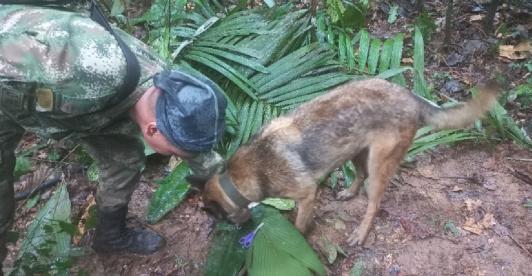 ¿Y-Wilson_-Que-se-sabe-del-perro-que-ayudo-en-la-busqueda-de-los-menores-en-Guaviare-1.jpg