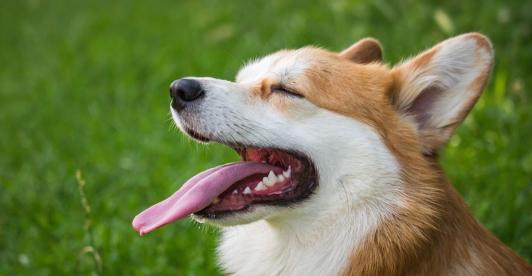 20-libros-imperdibles-sobre-mascotas.jpg