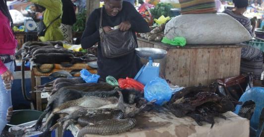 ANIMALES-MERCADO-1.jpg