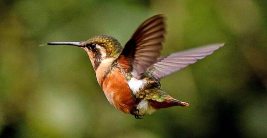 Avistamiento-de-aves.jpg