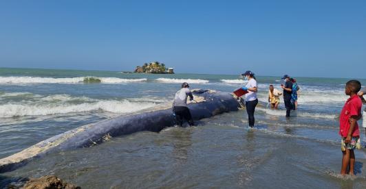 Ballena-en-San-Bernardo-del-Viento-Foto-Colprensa.jpeg
