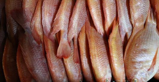 Barranquilla_-activan-operativos-para-controlar-los-precios-de-pescados-y-mariscos.jpg