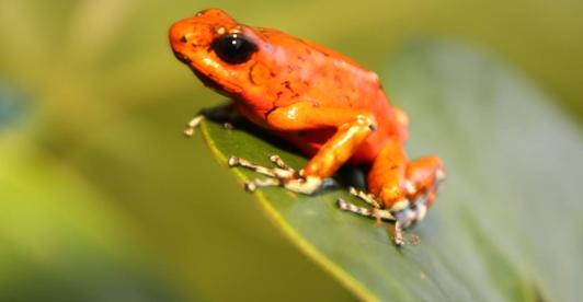 Biodiversidad-en-declive.jpg