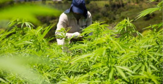 Cannabis-de-uso-adulto-es-aprobado-en-tercer-debate-de-la-reforma.jpg