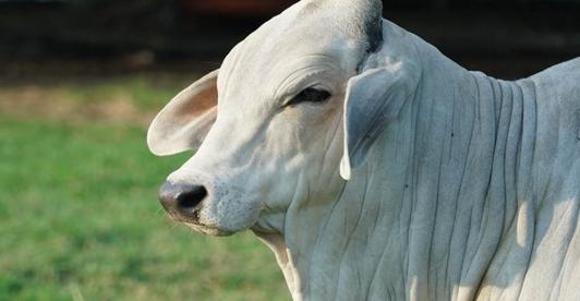 Colombia-exportara-carne-bovina-a-Argelia.jpg