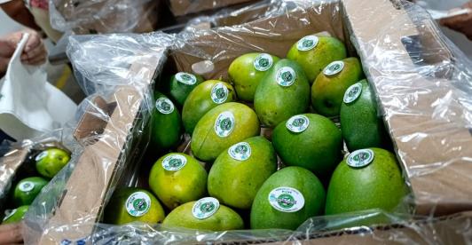 Colombia-hace-primer-envio-de-mango-de-azucar-a-Estados-Unidos-por-via-maritima.jpg