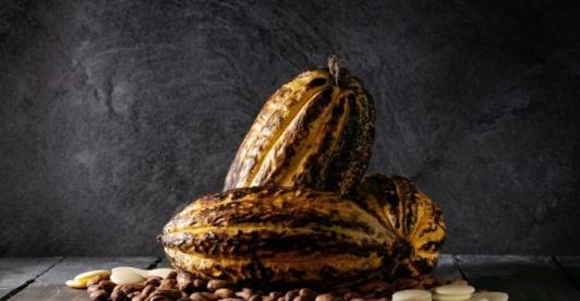 Colombia-pais-pionero-en-liderar-iniciativa-de-cacao-libre-de-deforestacion.jpg