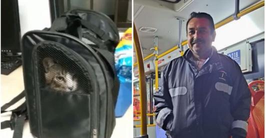 Conductor-de-TransMilenio-adopto-a-gatico-abandonado-en-un-bus.jpg