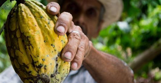 Cultivos-coca-cacao.jpg