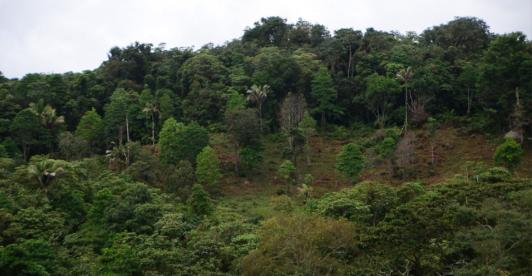 Deforestacion-Minambiente-Colombia.jpg