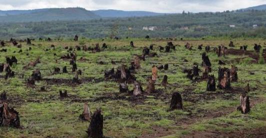 Deforestacion.jpg