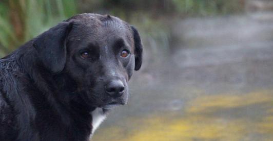Dia-Mundial-de-los-Animales-Colombia-derechos.jpg