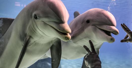 Dos-delfines-rosados-en-peligro-de-extincion-fueron-rescatados-cerca-del-rio-Meta.jpg