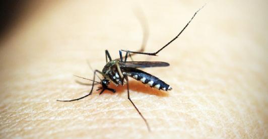 El-cambio-climatico-favorece-casos-de-dengue-y-chikungunya-alerta-la-OMS.jpg