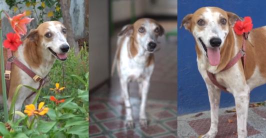 El-rostro-del-rescate-animal-la-valiente-historia-de-Cayena.jpg