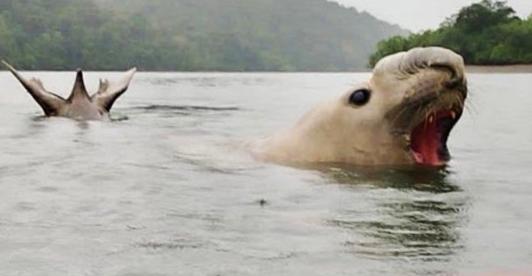 Elefante-marino-en-costas-colombianas.jpg