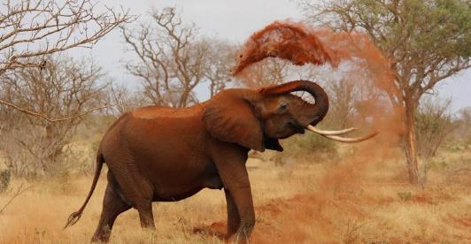 Elefante_costa_marfil.jpg