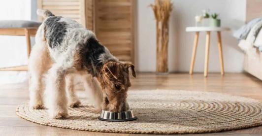 Eliminacion-delIVA-en-alimentos-para-mascotas.jpg