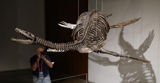 En-Nueva-York-dos-esqueletos-de-dinosaurio-se-venderan-en-subasta.jpg