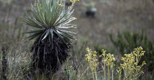 Frailejon-Ernesto-Perez-1.jpg