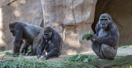 Gorilas-Ken-Bohn-San-Diego-Zoo-Global-AFP-edit.jpg