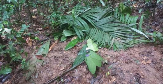 Guaviare-madre-de-ninos-rescatados-en-la-selva-estuvo-cuatro-dias-viva.jpg