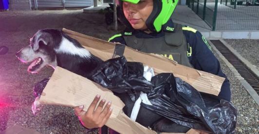 Hombre-que-ataco-a-un-perro-con-cuchillo-fue-capturado.jpg